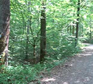 Rundwanderung Klingenbachtal - Sulzbachsee