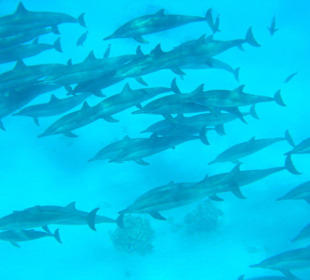 Uitstapje Dolphin House