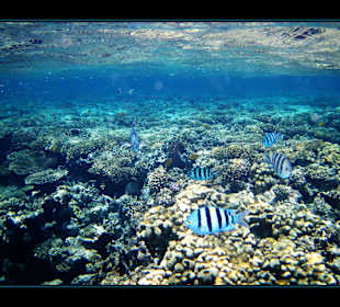 Delphintour 02.05.2012