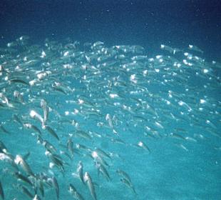 Nuotare in mezzo ai pesci