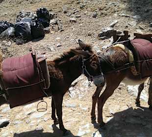 Unsere 2 Lindos-Taxis