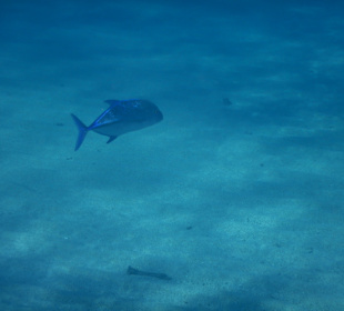 Schnorcheln Marsa Alam