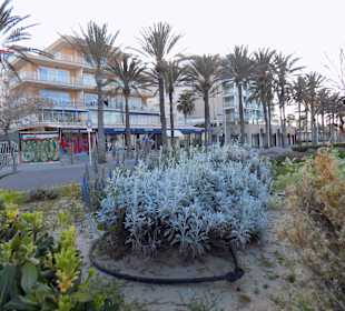 Bepflanzte Promenade im März 17