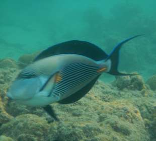 Rybki w morzu przy plaży