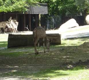 Hartmann Bergzebra & Gazelle