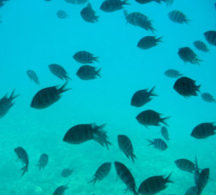 Экскурсия на батискафе