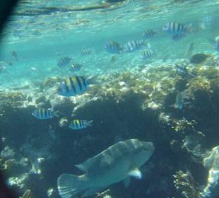 Napoleonfisch am Hausriff