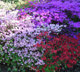 Hauptblüte im Rhododendronpark Bremen