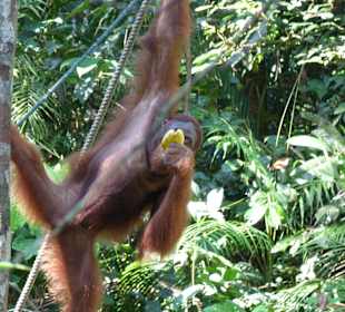 Fütterungszeit in Semenggoh