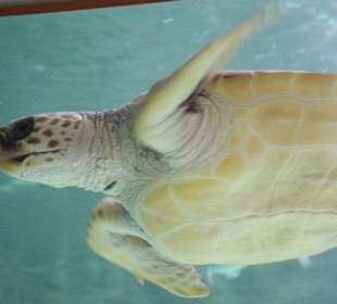 Meeres-Schildkröte