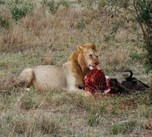 Löwe beim Gnufressen