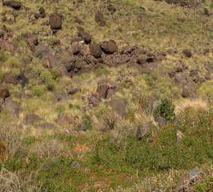 Roślinność Gór Gran Canaria