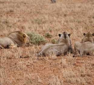 Löwen auf der Frühpirsch