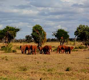 Rote Tsavo Elefanten