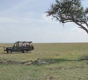 3 Geparden bei der Siesta
