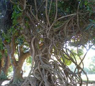 Banyantree 