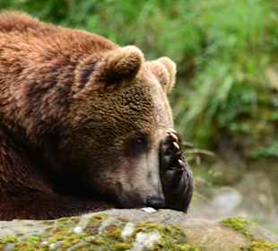 Glückliche Tiere im Paradies Wildpark Ferleiten.  