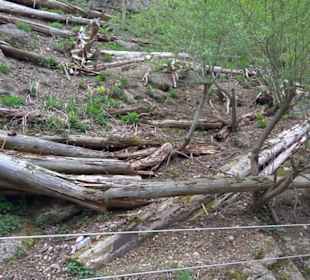 Eurasienbereich - Lebensraum Totholz