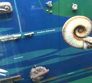 Meeresmuseum Stralsund