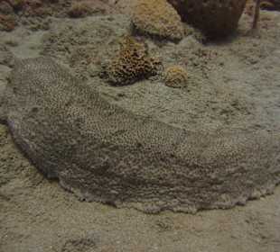 Tauchbase Merlin Sosua Taucherlebnisse