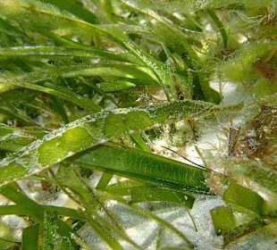 Hausriff Prince John Dive Resort 