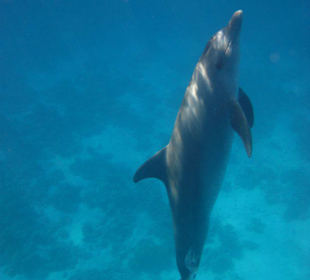 Delfine