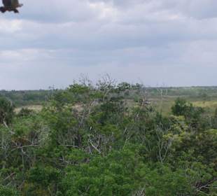 Blick über den Urwald