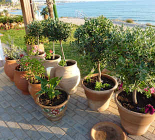 Gepflegte Aussenanlage