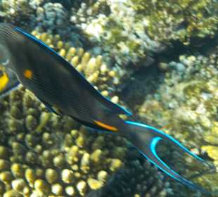 Schnorcheln Sharm el Sheikh