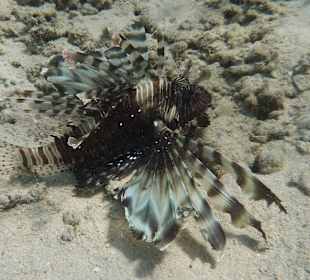 Hausriff - Rotfeuerfisch