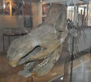 Národní muzeum