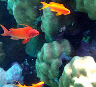 Золотые рыбки -  Hotel Tropitel Sahl Hasheesh