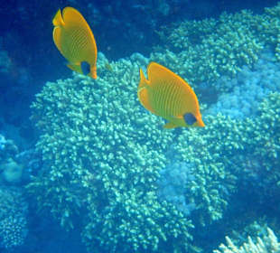 Schnorcheln Makadi Bay