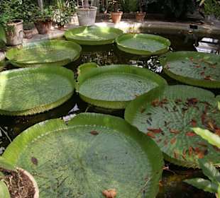 Botanischer Garten - Riesenseerose Victoria