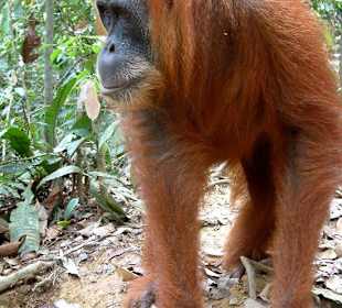 Orang Utan im Leuser N.P.