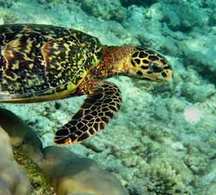 Schildkröte am Hausriff