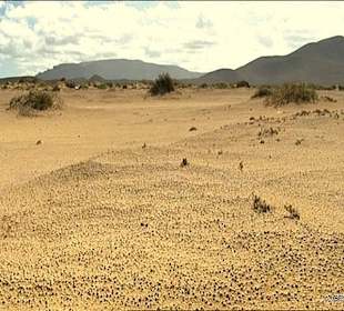 Insel Orzola-La Graziosa