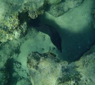 Murena