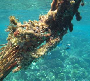 Unterwasserwelt Hausriff Arabia Beach