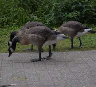 Ümminger See in Bochum 