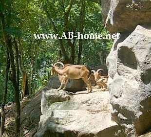 Steinbock im Zoo