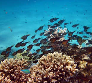 Fische