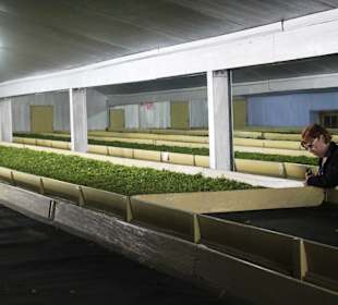 Teefabrik Puttabong Tea Estate