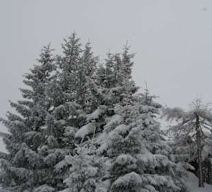 Forest near Wengen