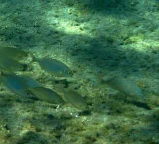 Šnorchlování v oblasti Kalithea