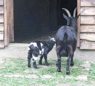 Ziege mit Kitz