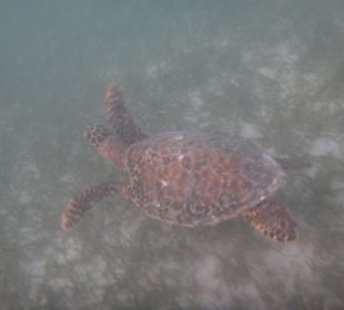 Wasserschildkröte beim Schorcheln