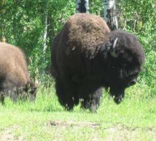 Präriebisonbulle