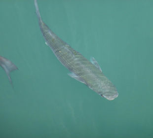 Hafenbecken in Gigantes