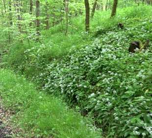 Wandertour Feuchtgebiet Schönbuch